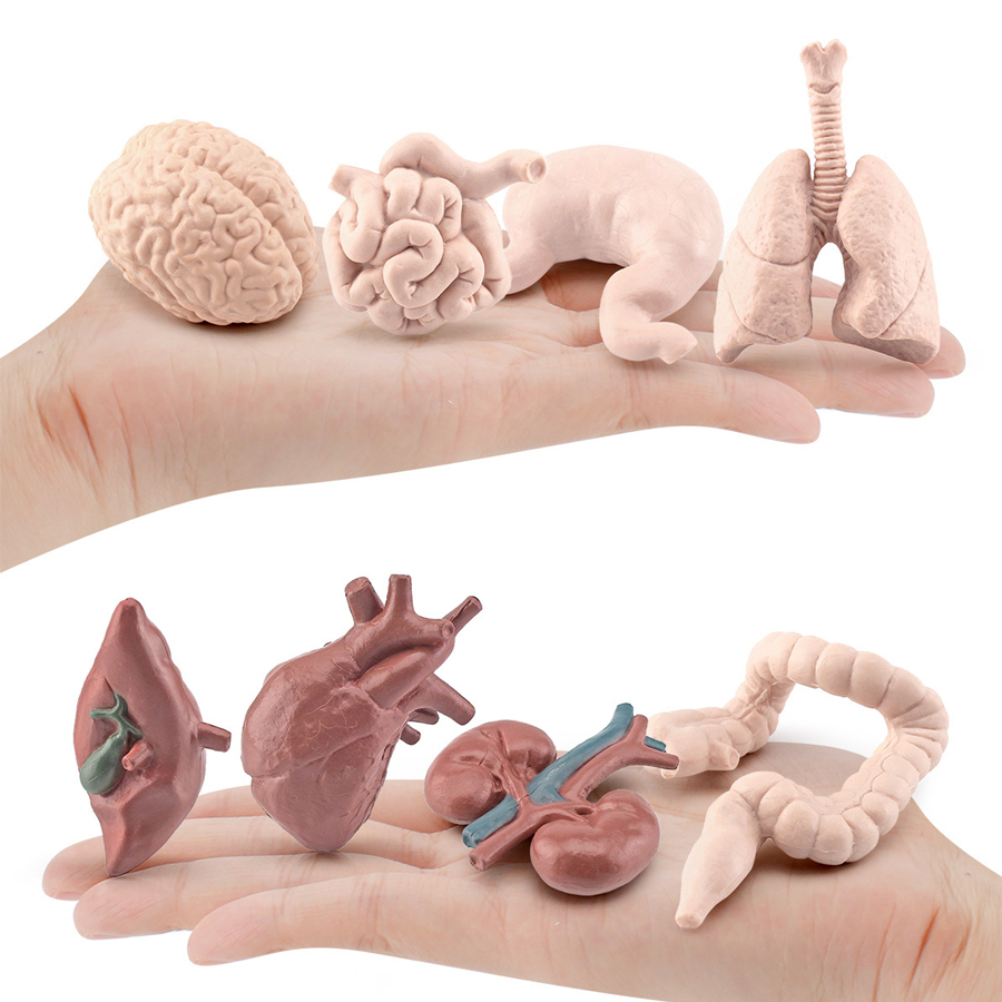 Realistic Human Organs Ancient - Kids Toys Egypt 评论和价格